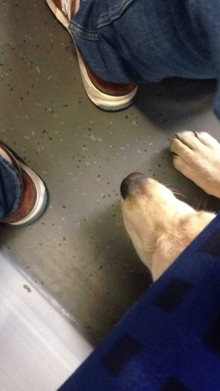 1616597285 931 26 vezes que os animais tiveram que viajar e se
