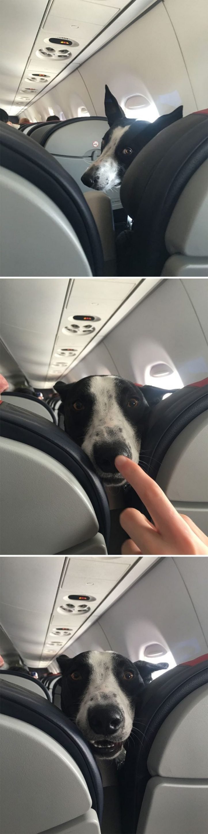 1616597286 517 26 vezes que os animais tiveram que viajar e se