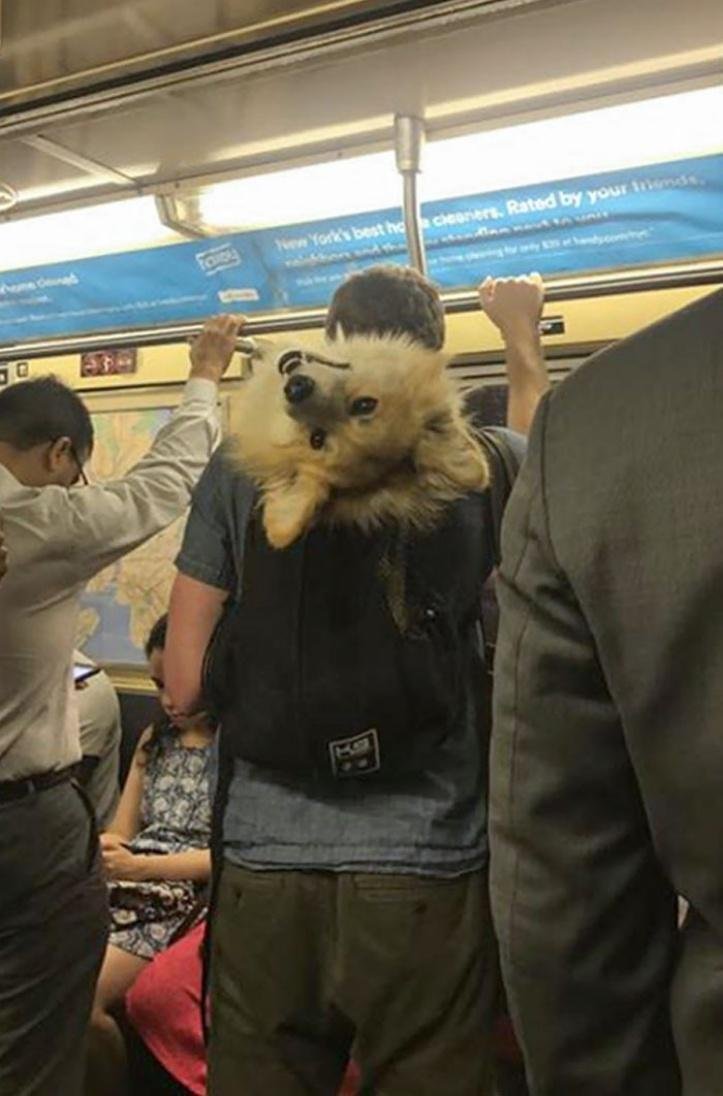 1616597287 693 26 vezes que os animais tiveram que viajar e se