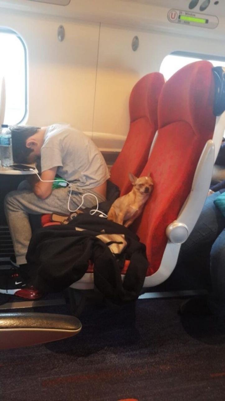 1616597289 188 26 vezes que os animais tiveram que viajar e se
