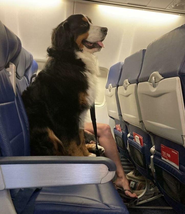 1616597290 270 26 vezes que os animais tiveram que viajar e se
