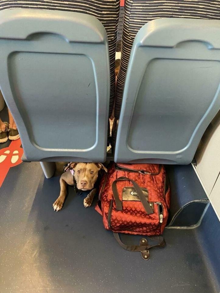 1616597292 633 26 vezes que os animais tiveram que viajar e se