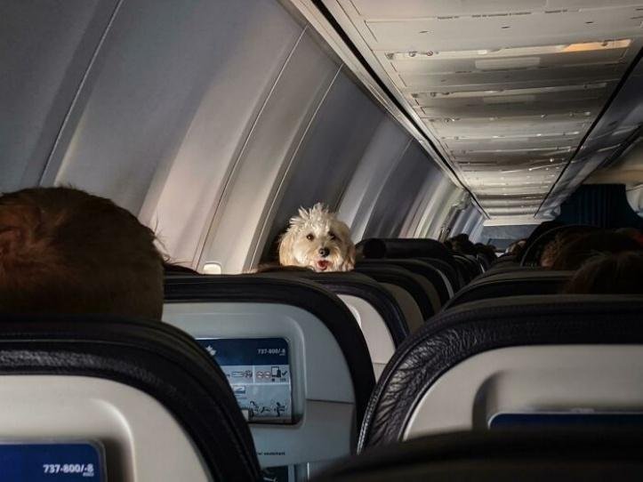1616597294 848 26 vezes que os animais tiveram que viajar e se