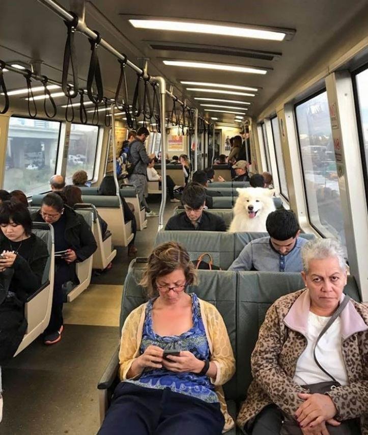 1616597295 657 26 vezes que os animais tiveram que viajar e se