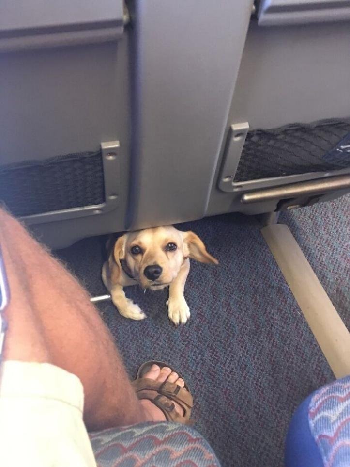 1616597297 449 26 vezes que os animais tiveram que viajar e se