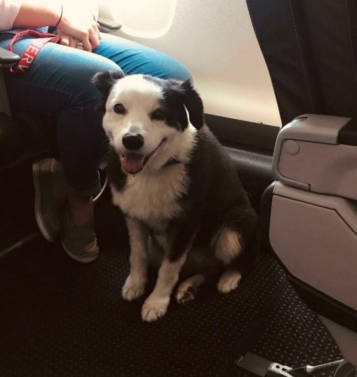 1616597298 511 26 vezes que os animais tiveram que viajar e se