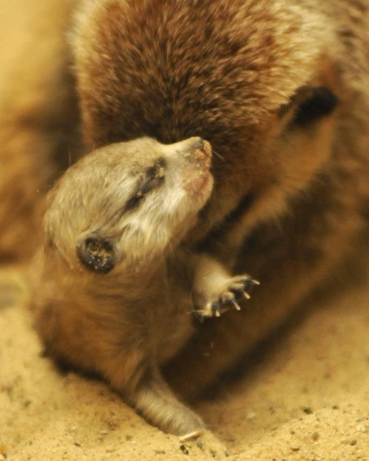 1657545225 724 12 animais recem nascidos que mostram que a docura comeca cedo