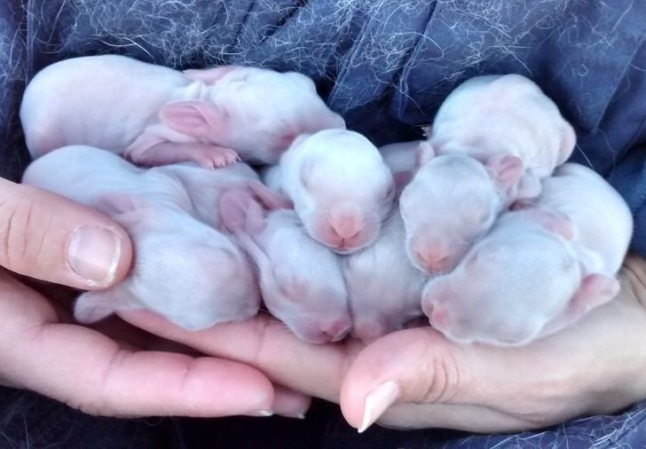 1657545228 289 12 animais recem nascidos que mostram que a docura comeca cedo