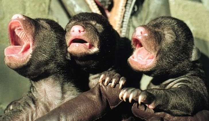 1657545231 560 12 animais recem nascidos que mostram que a docura comeca cedo