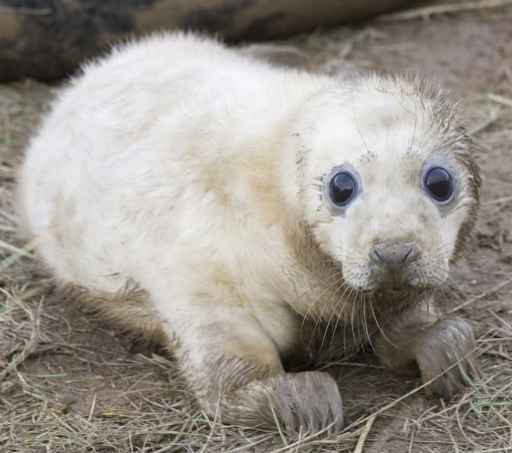 1657545232 543 12 animais recem nascidos que mostram que a docura comeca cedo