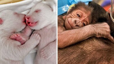 12 animais recém-nascidos que mostram que a doçura começa cedo