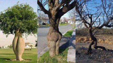 13 vezes em que a Mãe Natureza precisou ser censurada por confundir nosso cérebro