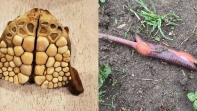 17 pessoas que encontraram algo estranho e a Internet ajudou a saber o que é