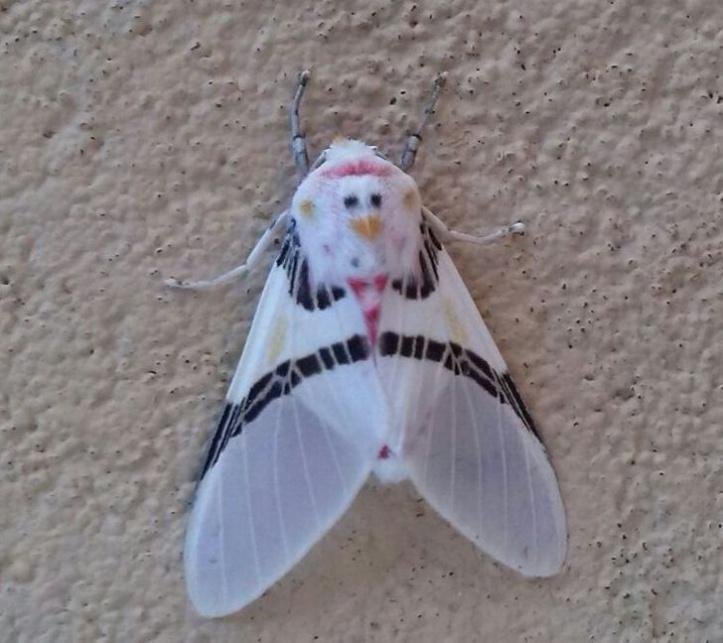 1640440953 863 29 momentos que a mae natureza estava inspirada ate demais