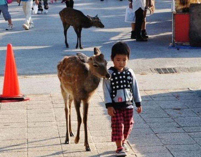 1648866975 147 18 Coisas peculiares encontradas no Japao que mostram por que