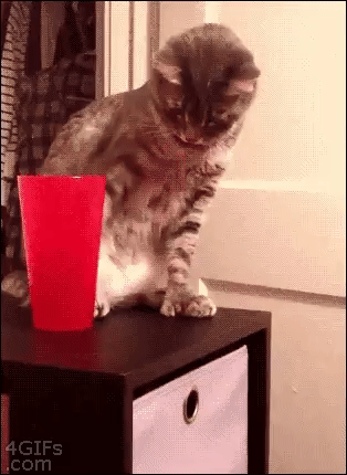 1599330078 858 13 Provas de que gatos nao ligam muito para regras