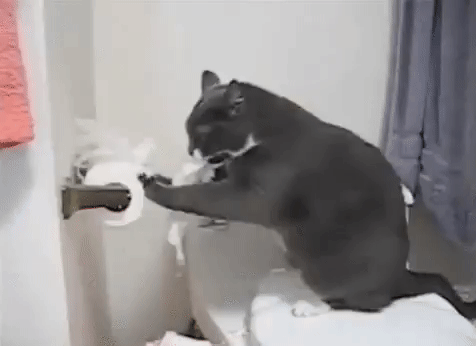 1599330079 986 13 Provas de que gatos nao ligam muito para regras