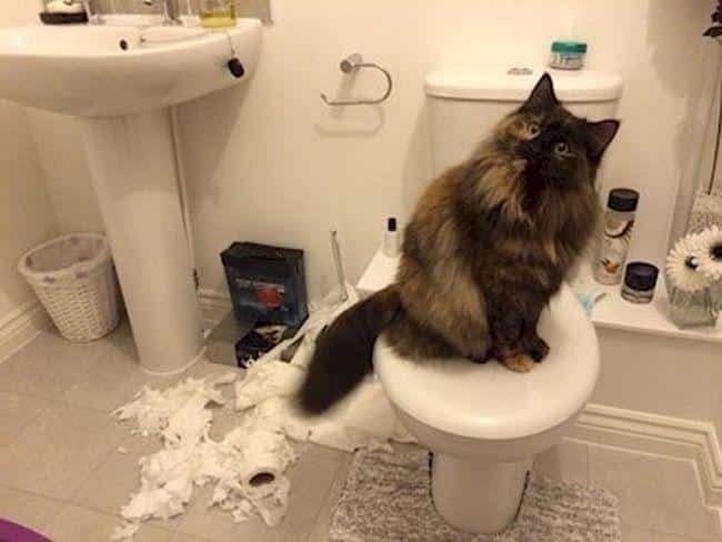1599330079 718 13 Provas de que gatos nao ligam muito para regras