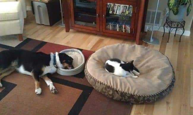 1599330079 648 13 Provas de que gatos nao ligam muito para regras