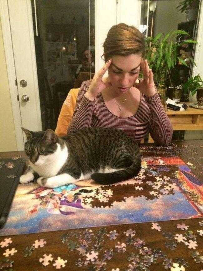 1599330080 732 13 Provas de que gatos nao ligam muito para regras