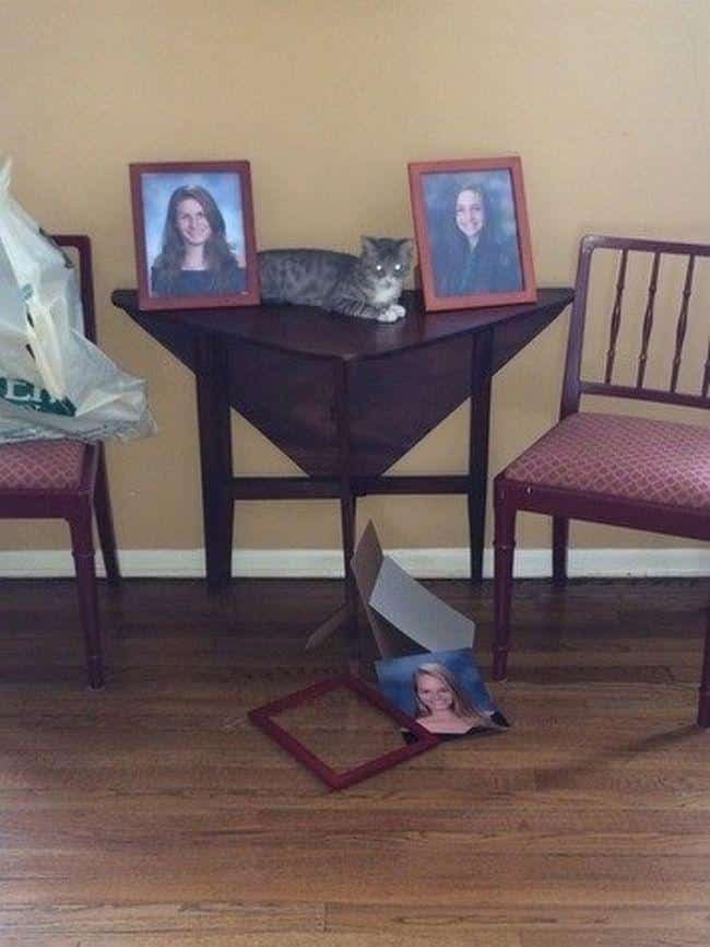 1599330080 626 13 Provas de que gatos nao ligam muito para regras