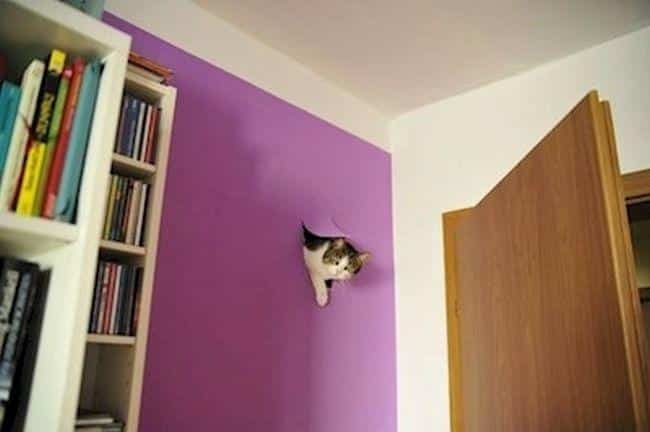 1599330080 379 13 Provas de que gatos nao ligam muito para regras