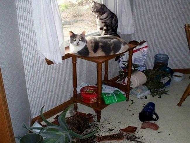 1599330081 967 13 Provas de que gatos nao ligam muito para regras