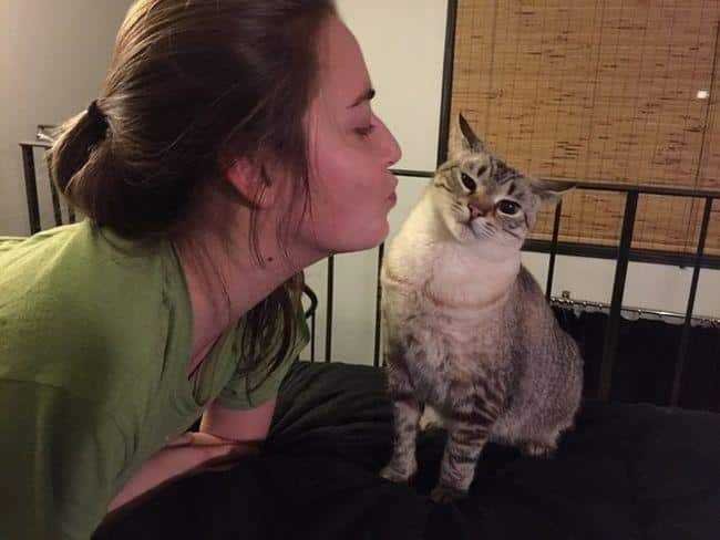 1599330081 758 13 Provas de que gatos nao ligam muito para regras