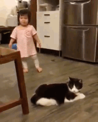 1599330082 290 13 Provas de que gatos nao ligam muito para regras
