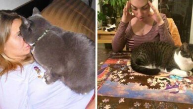 13 provas de que os gatos não se importam com as regras humanas