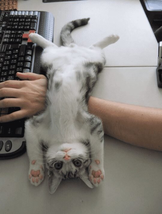 13 Provas de que gatos nao ligam muito para regras 1