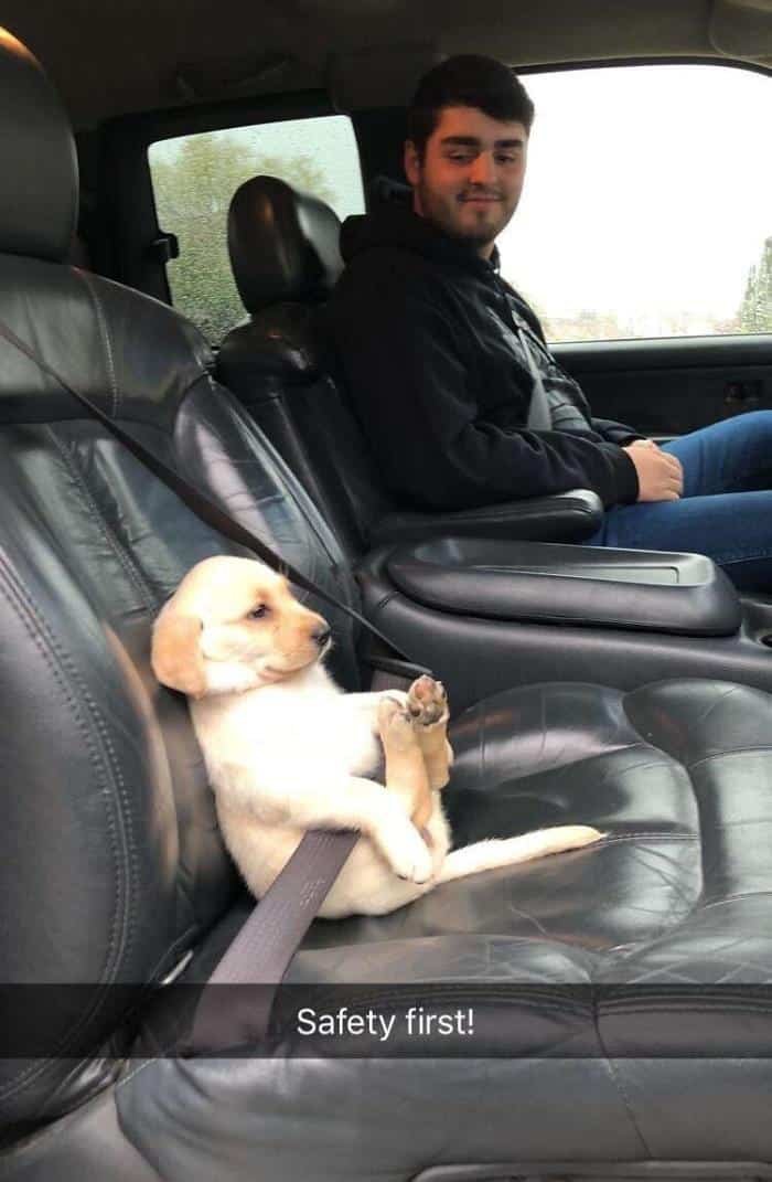 1600125719 10 23 Vezes em que os cachorros andaram de carro da