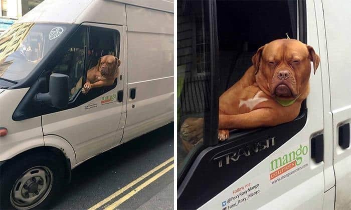 1600125719 795 23 Vezes em que os cachorros andaram de carro da