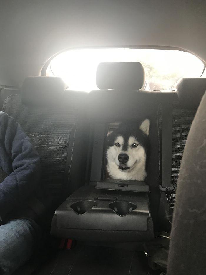 1600125719 80 23 Vezes em que os cachorros andaram de carro da