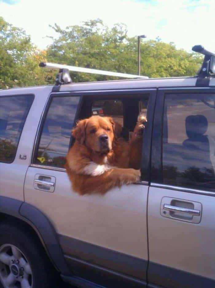 1600125719 695 23 Vezes em que os cachorros andaram de carro da