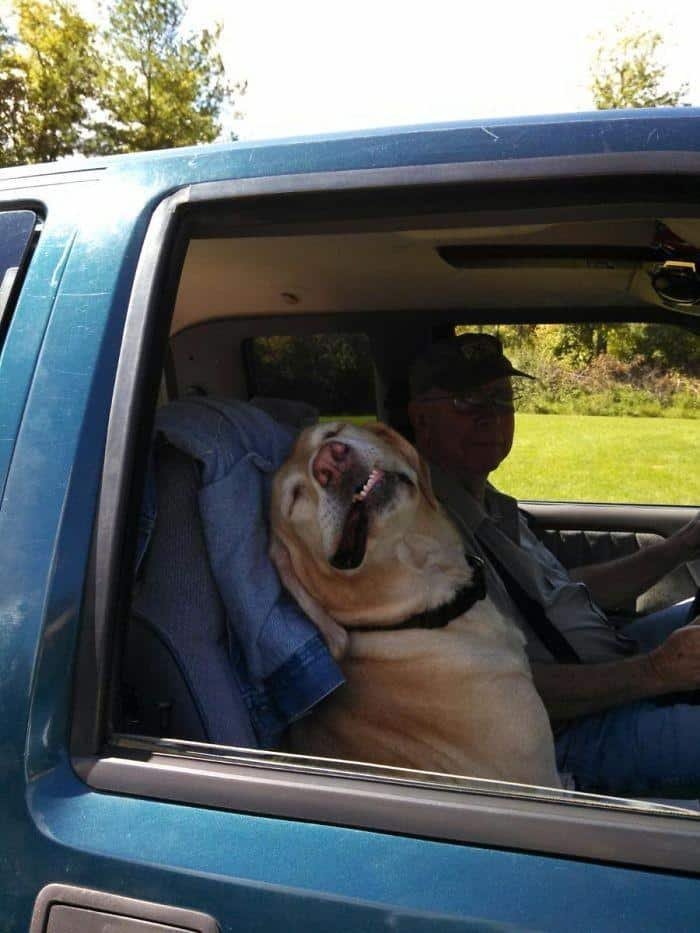 1600125720 742 23 Vezes em que os cachorros andaram de carro da