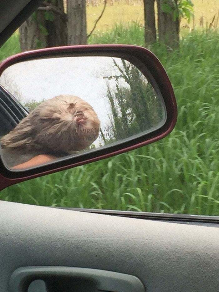 1600125720 860 23 Vezes em que os cachorros andaram de carro da