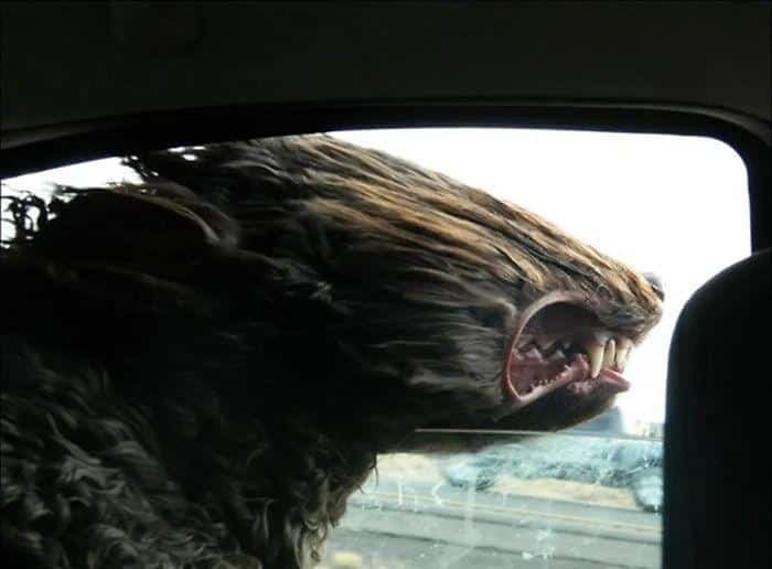 1600125720 607 23 Vezes em que os cachorros andaram de carro da