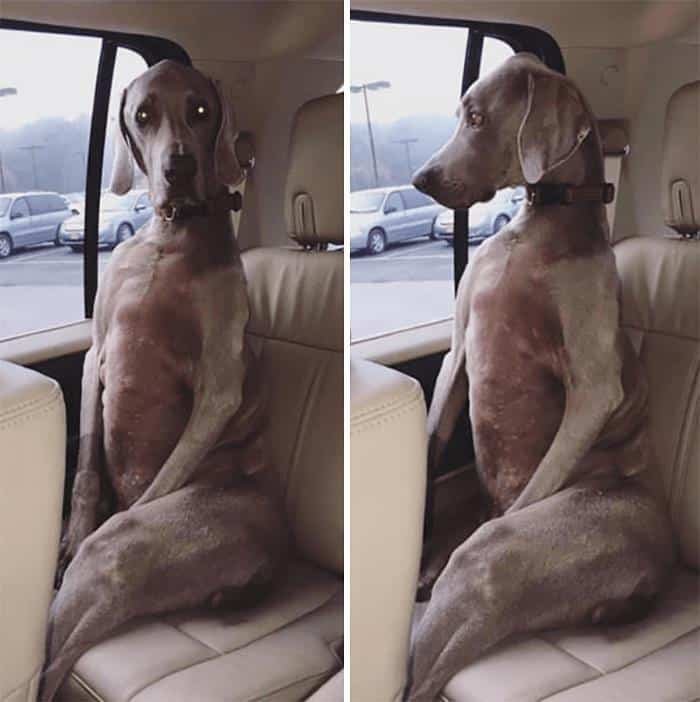 1600125721 694 23 Vezes em que os cachorros andaram de carro da