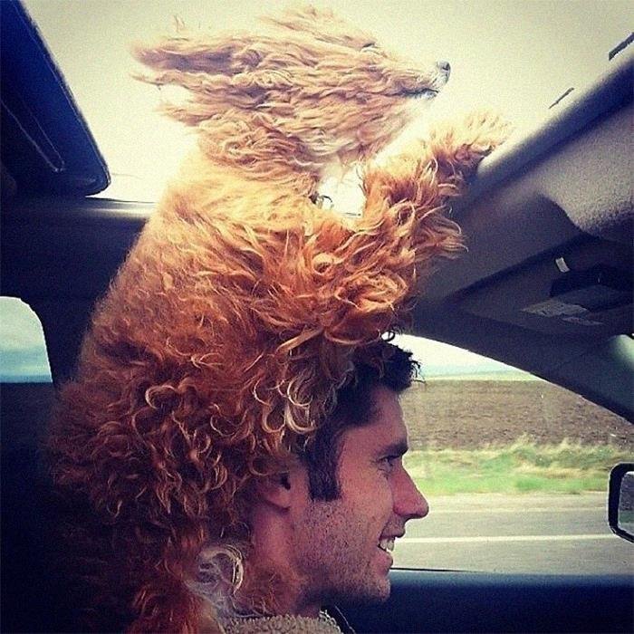 1600125721 870 23 Vezes em que os cachorros andaram de carro da