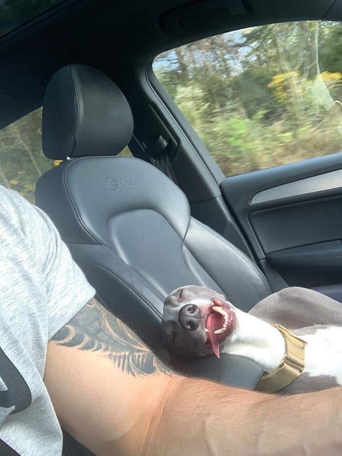 1600125721 515 23 Vezes em que os cachorros andaram de carro da