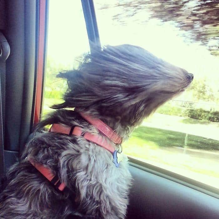 1600125722 490 23 Vezes em que os cachorros andaram de carro da
