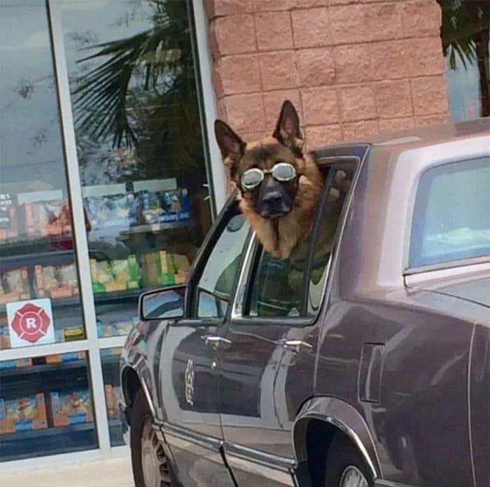 1600125722 821 23 Vezes em que os cachorros andaram de carro da