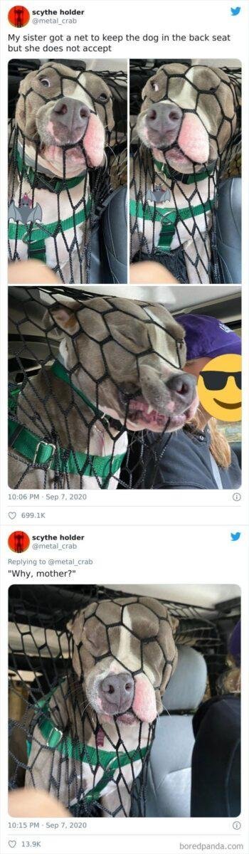 1600125722 698 23 Vezes em que os cachorros andaram de carro da