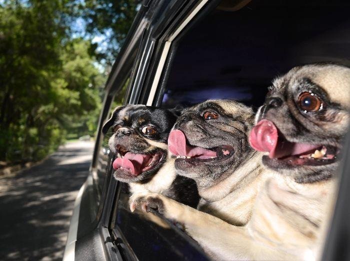 1600125723 328 23 Vezes em que os cachorros andaram de carro da