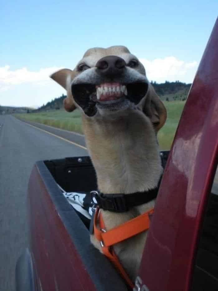 1600125723 684 23 Vezes em que os cachorros andaram de carro da