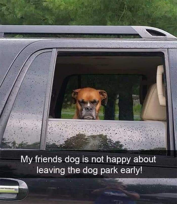 1600125723 339 23 Vezes em que os cachorros andaram de carro da