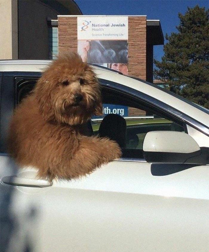1600125724 198 23 Vezes em que os cachorros andaram de carro da
