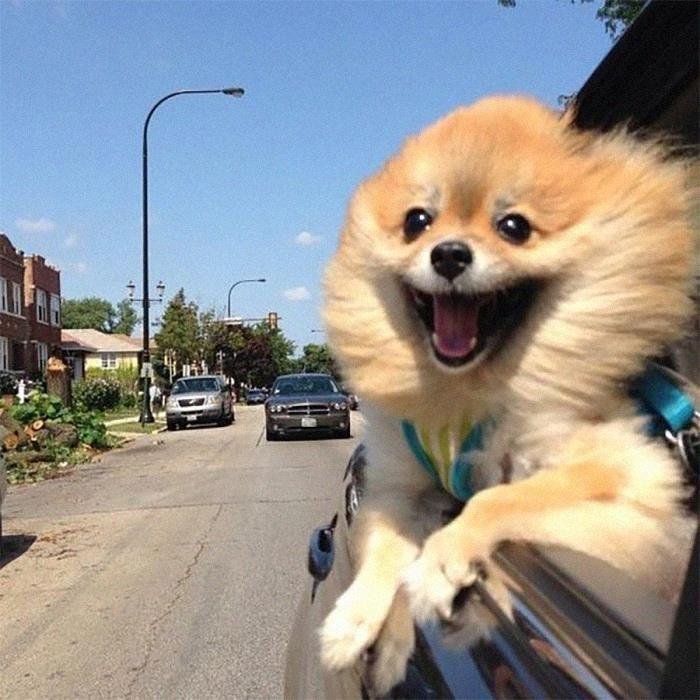 1600125724 609 23 Vezes em que os cachorros andaram de carro da