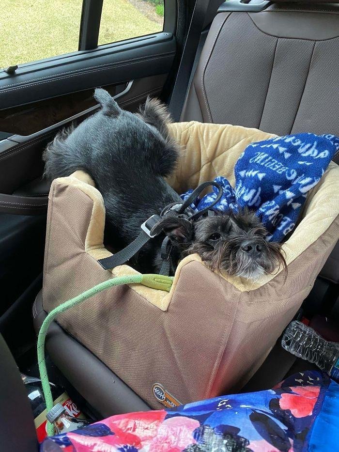 1600125724 363 23 Vezes em que os cachorros andaram de carro da
